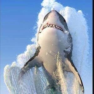 Meet your Posher, Ashlyn